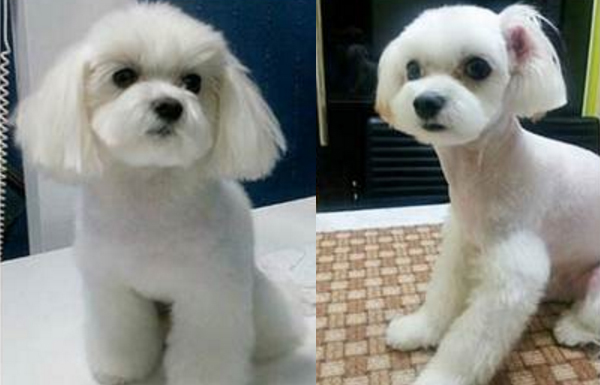 南韓吹寵物整型風 狗狗也割雙眼皮、抽脂?